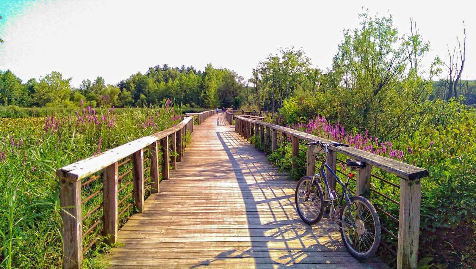 Boardwalk through wetlands beside the C&O Canal